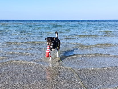 Reisemobilstellplatz - Umgebungsschwerpunkt: Strand - Glücklicher Hund am Hundestrand der Wohlenberger Wiek... - ostseequelle.camp