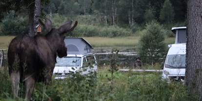 Reisemobilstellplatz - Norwegen - Kommt ab und zu vorbei - Velfjord Camping & Hytter