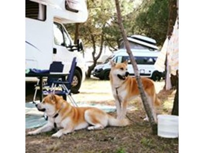 Reisemobilstellplatz - Swimmingpool - Dogs - MCM Camping