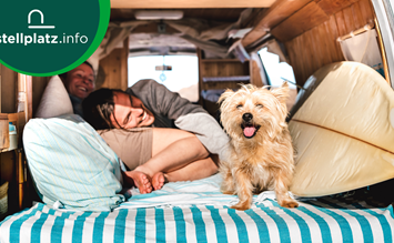 Camping with your dog: the most important gadgets - stellplatz.info